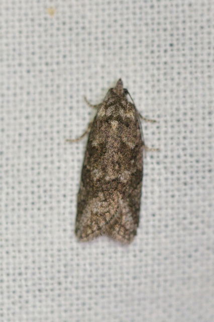 Cnephasia
