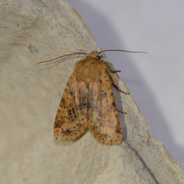 Conistra rubiginea - vörös őszibagoly