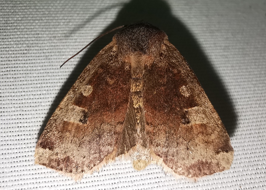 Conistra erythrocephala - vörösfejű őszibagoly