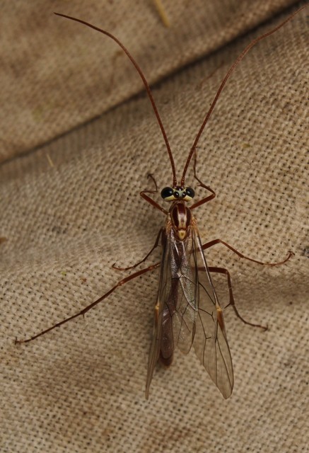 Ophion obscuratus