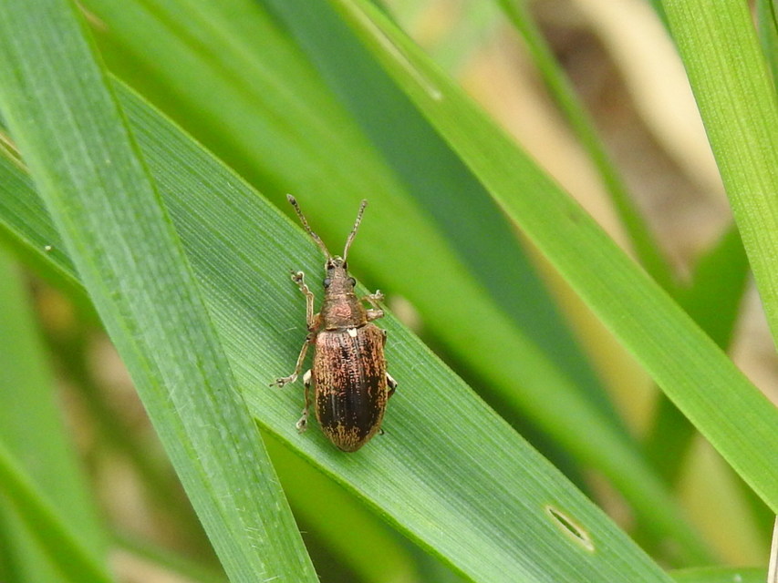 Phyllobius pyri - gyümölcsfa-levélormányos