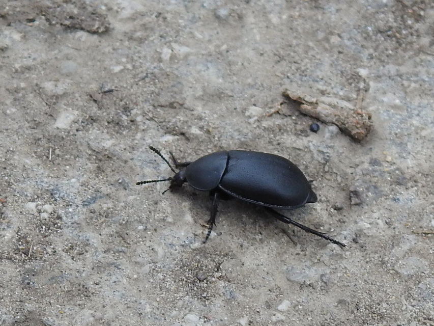 Ablattaria laevigata - sima csigarabló