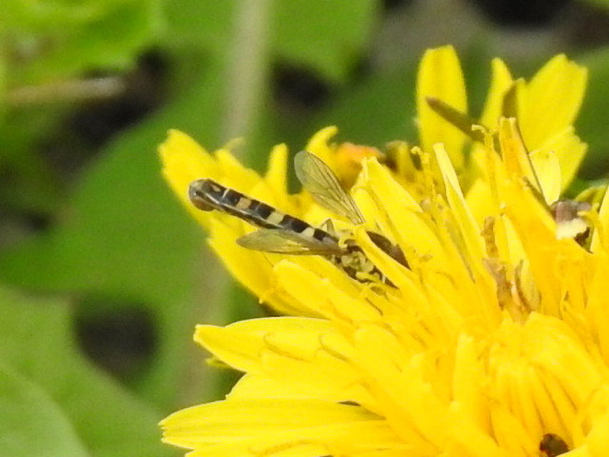 Sphaerophoria