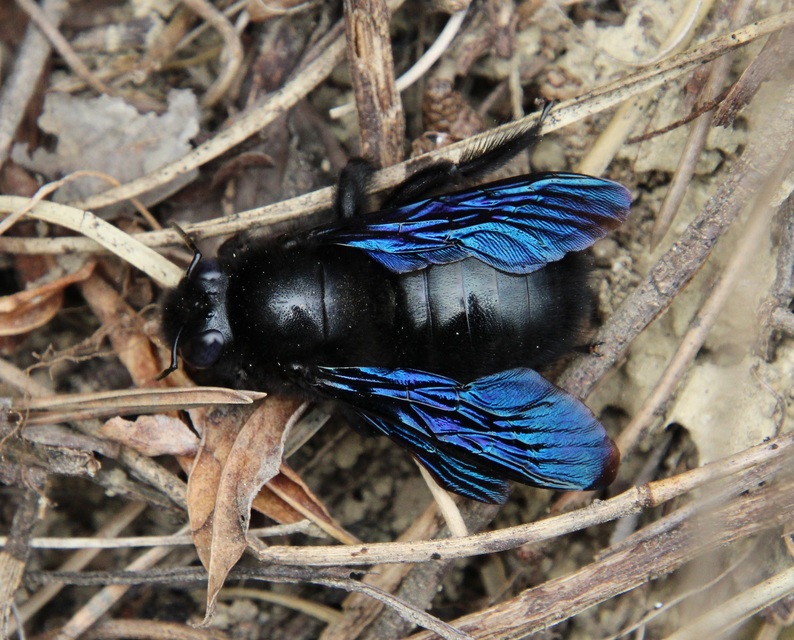 Xylocopa