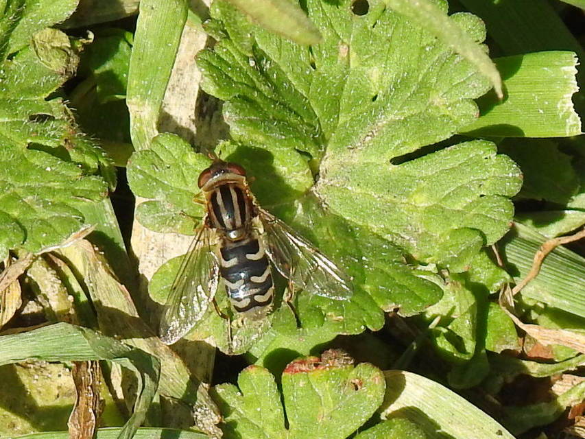 Anasimyia
