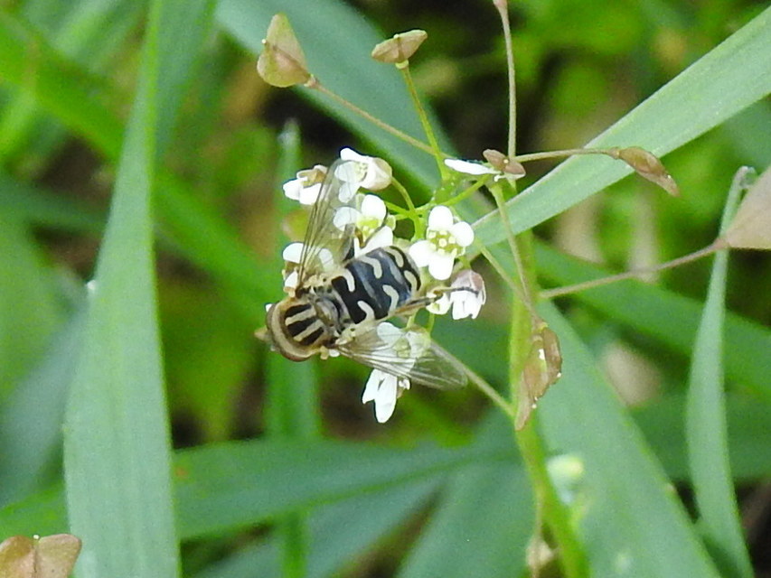 Anasimyia