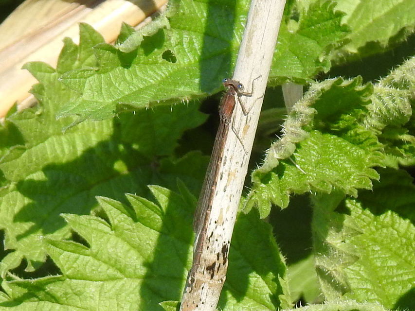 Sympecma fusca - téli rablószitakötő