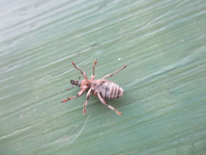 Pseudocleonus cinereus - hamvas barkó