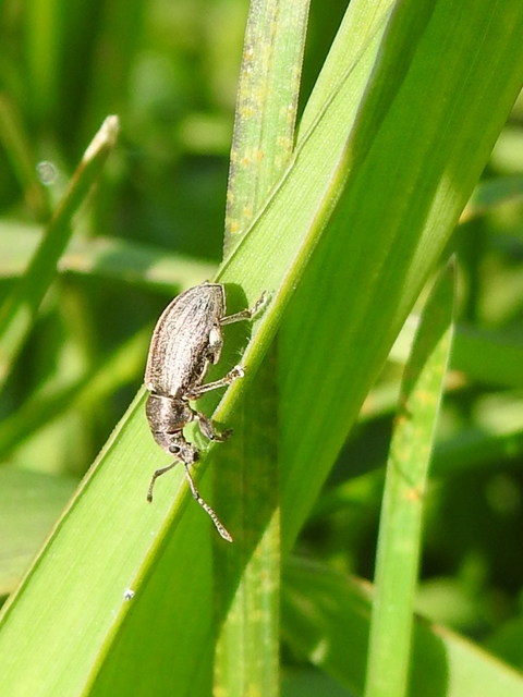 Phyllobius pyri - gyümölcsfa-levélormányos