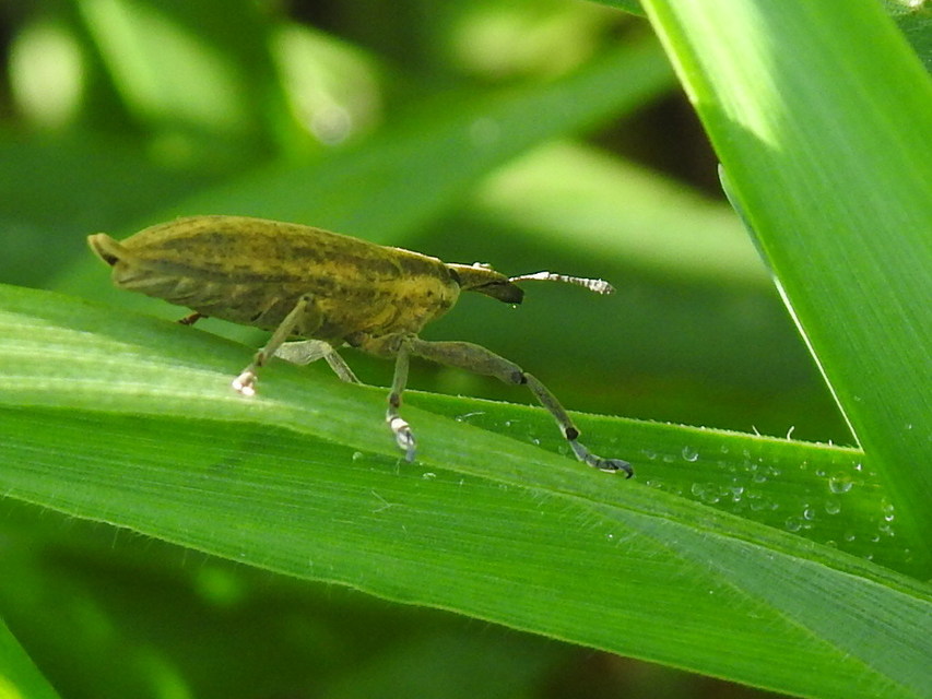 Lixus iridis - bürökfúró dudvabarkó