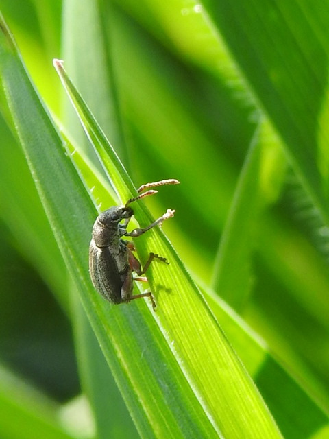 Phyllobius pyri - gyümölcsfa-levélormányos