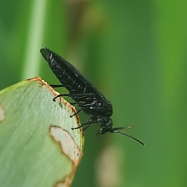Tenthredinidae - valódi levéldarazsak