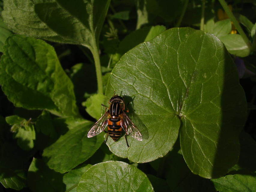 Helophilus pendulus - közönséges mocsárilégy