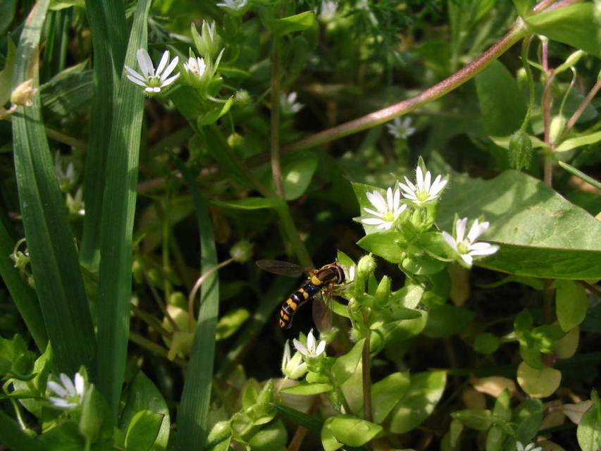 Sphaerophoria