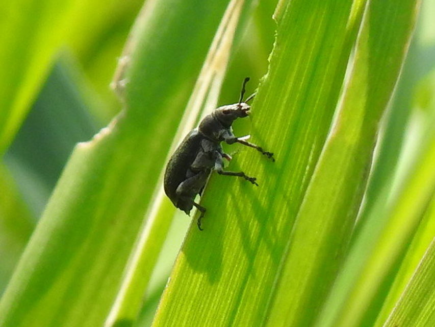 Phyllobius pyri - gyümölcsfa-levélormányos
