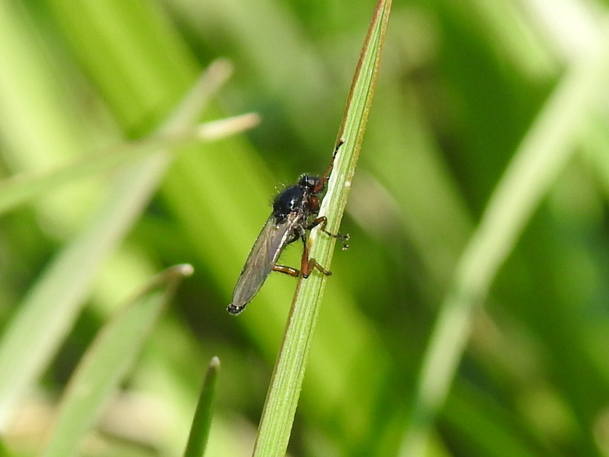 Bibionidae - bársonylegyek