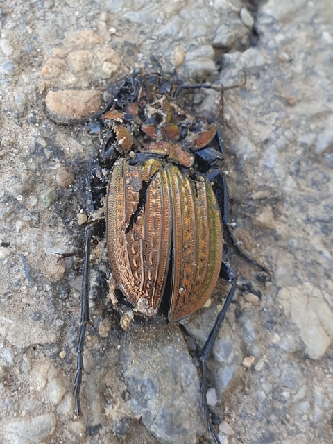 Carabus ulrichii - rezes futrinka