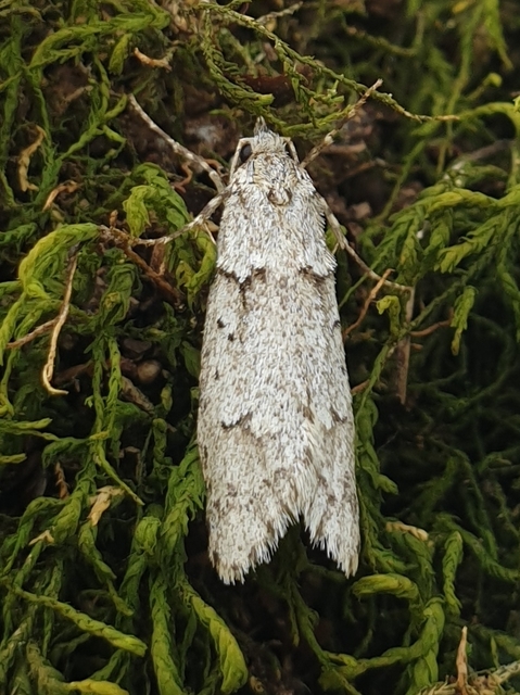 Diurnea fagella - szürke tavaszimoly