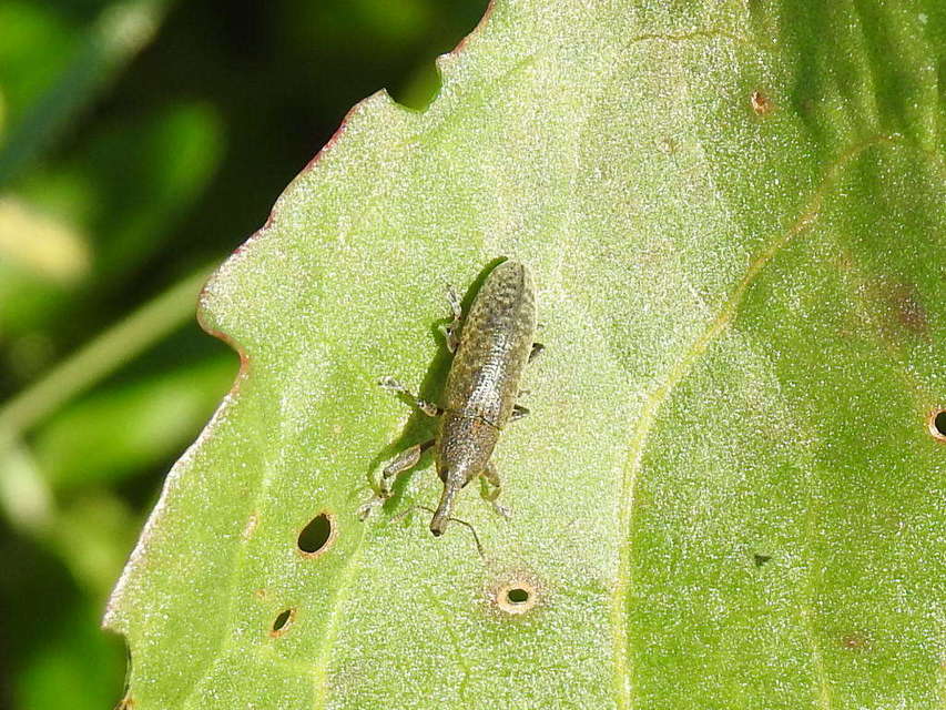 Lixus bardanae - lórom-dudvabarkó