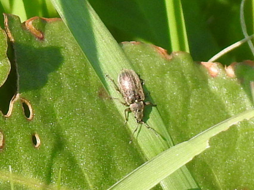 Phyllobius pyri - gyümölcsfa-levélormányos