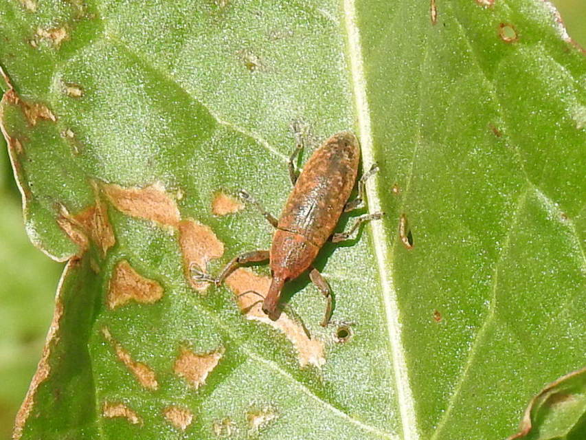 Lixus bardanae - lórom-dudvabarkó
