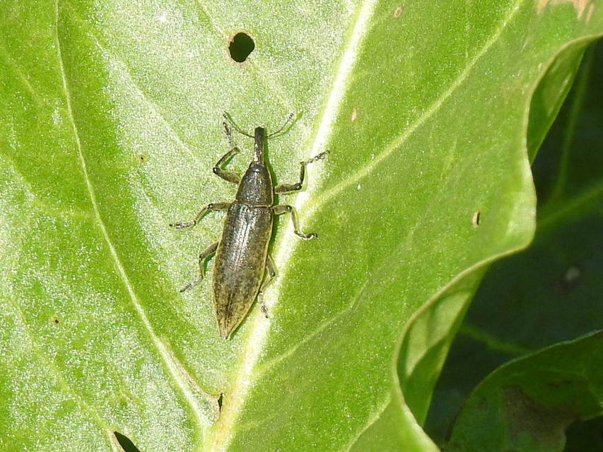 Lixus iridis - bürökfúró dudvabarkó