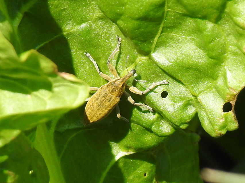 Lixus iridis - bürökfúró dudvabarkó