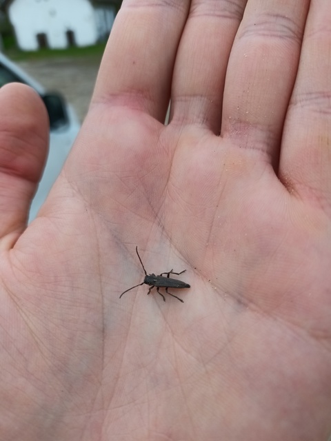 Phytoecia scutellata - sarlófűcincér