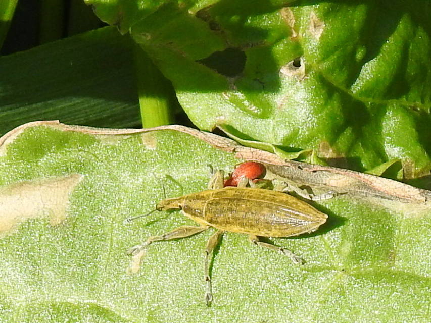 Lixus iridis - bürökfúró dudvabarkó