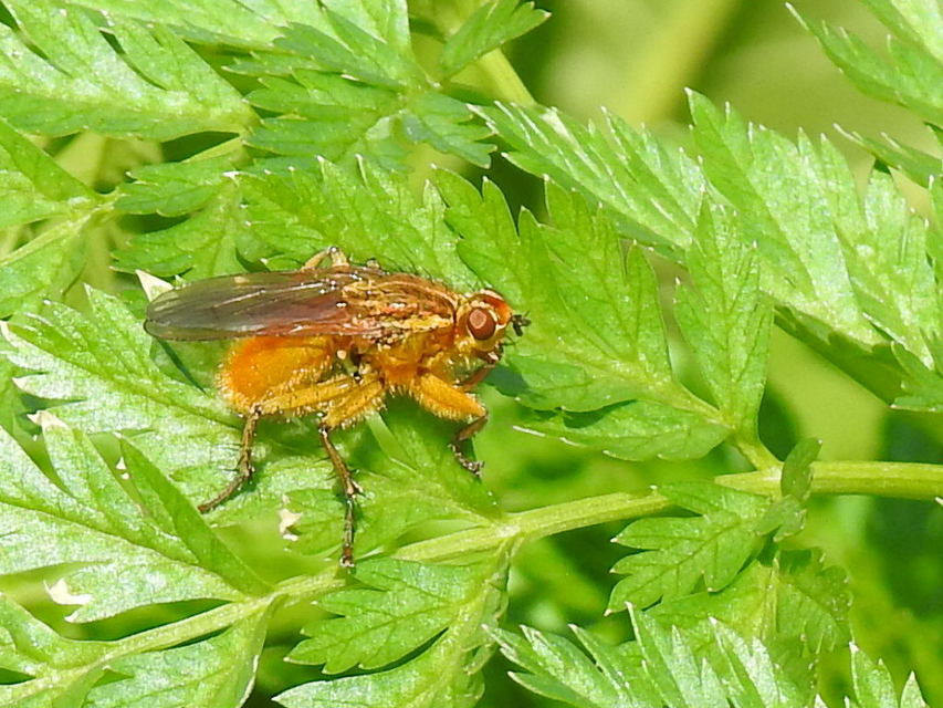 Scathophaga stercoraria - közönséges trágyalégy