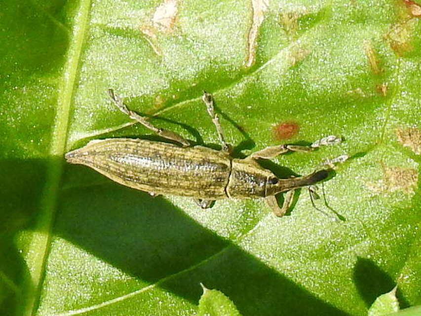 Lixus iridis - bürökfúró dudvabarkó