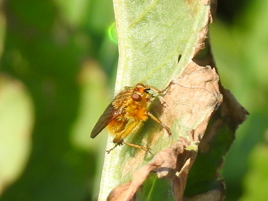 Scathophaga stercoraria - közönséges trágyalégy