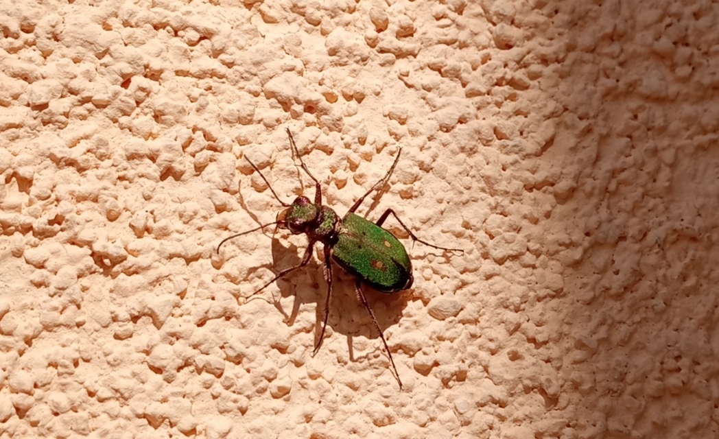 Cicindela campestris - mezei homokfutrinka