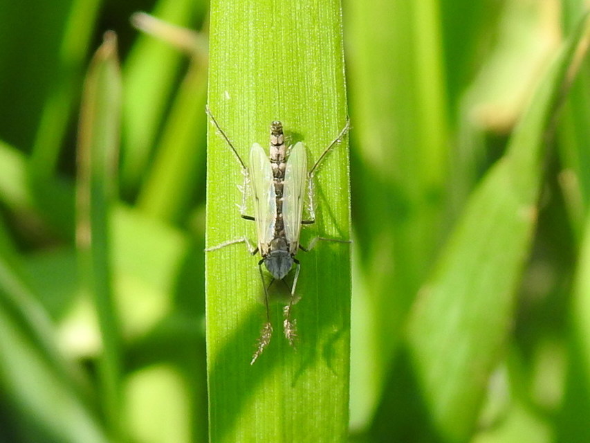 Chironomini
