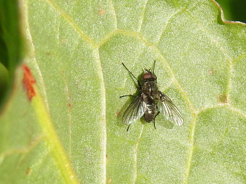 Anthomyiidae - viráglegyek