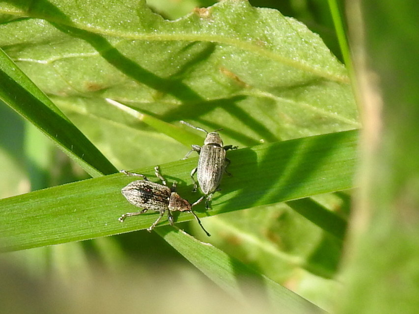 Phyllobius pyri - gyümölcsfa-levélormányos