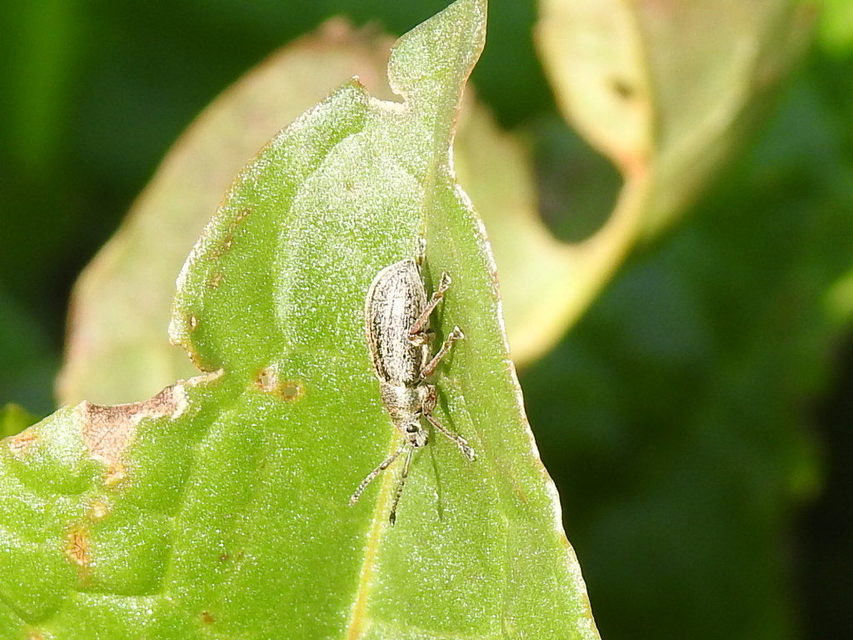 Phyllobius pyri - gyümölcsfa-levélormányos