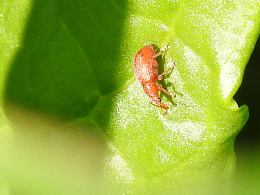 Apion frumentarium - vörös cickányormányos