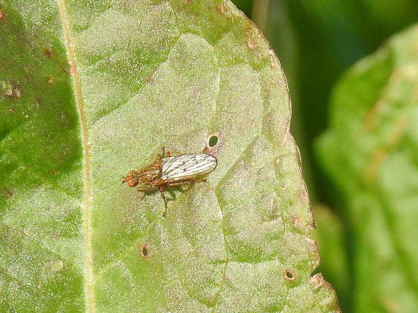 Scathophaga stercoraria - közönséges trágyalégy