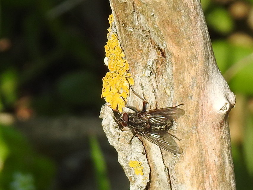 Muscidae - igazi legyek