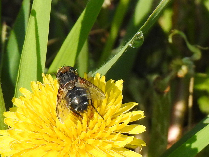 Gonia picea