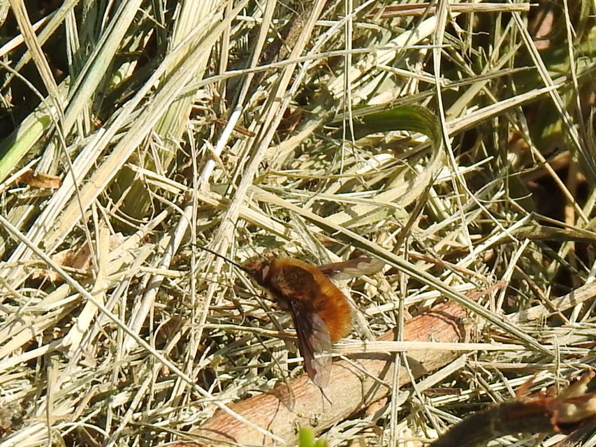 Bombylius major - szegélyes pöszörlégy