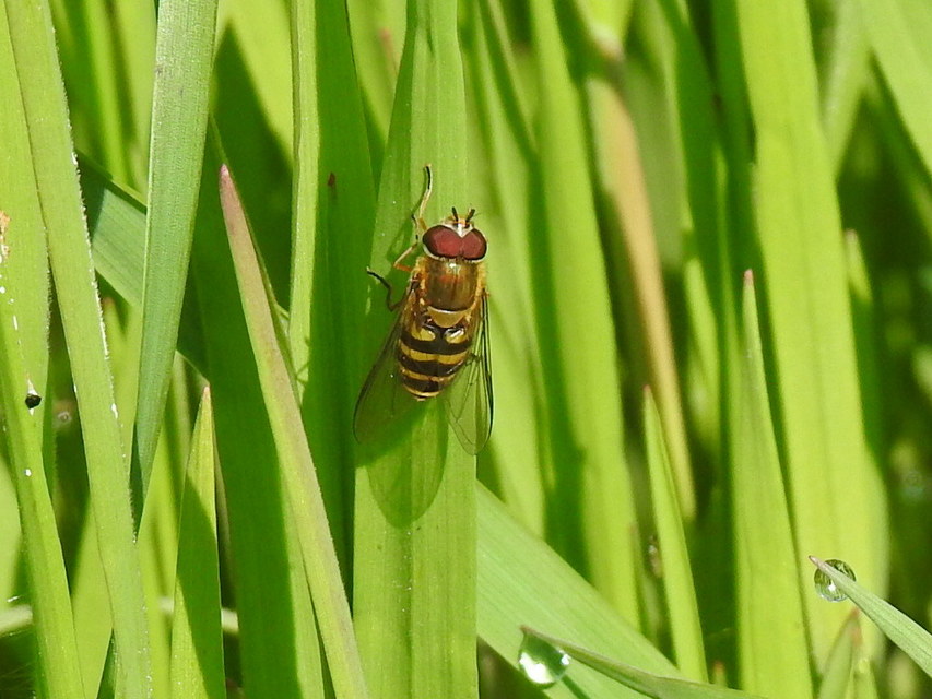 Syrphus