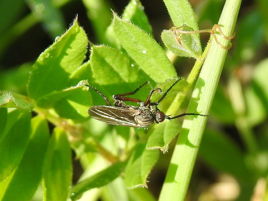 Empididae - táncoslegyek