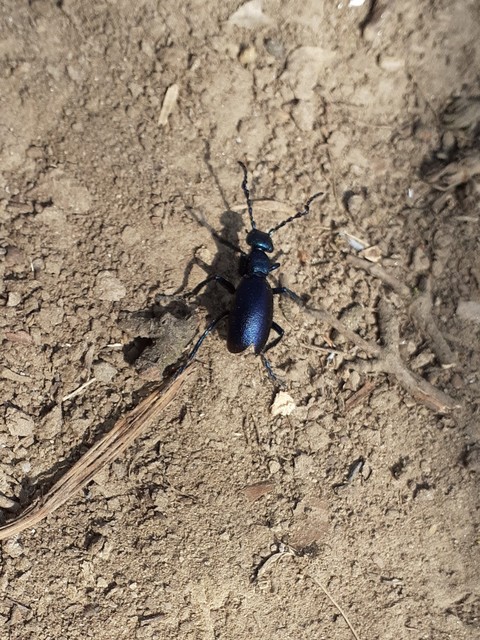 Meloe violaceus - kék nünüke