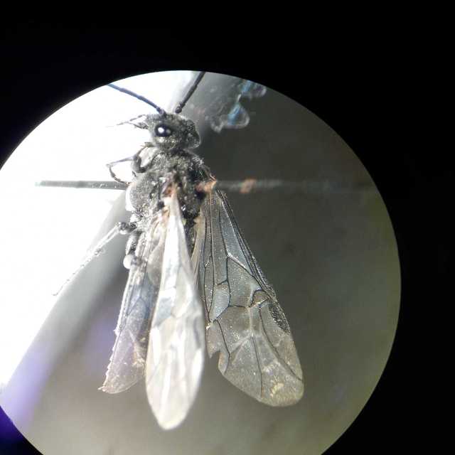 Dolerus nigratus