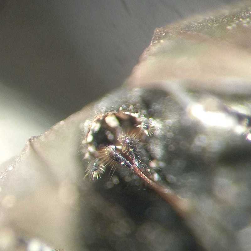 Dolerus nigratus