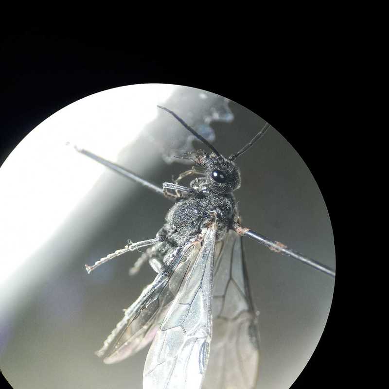 Dolerus nigratus