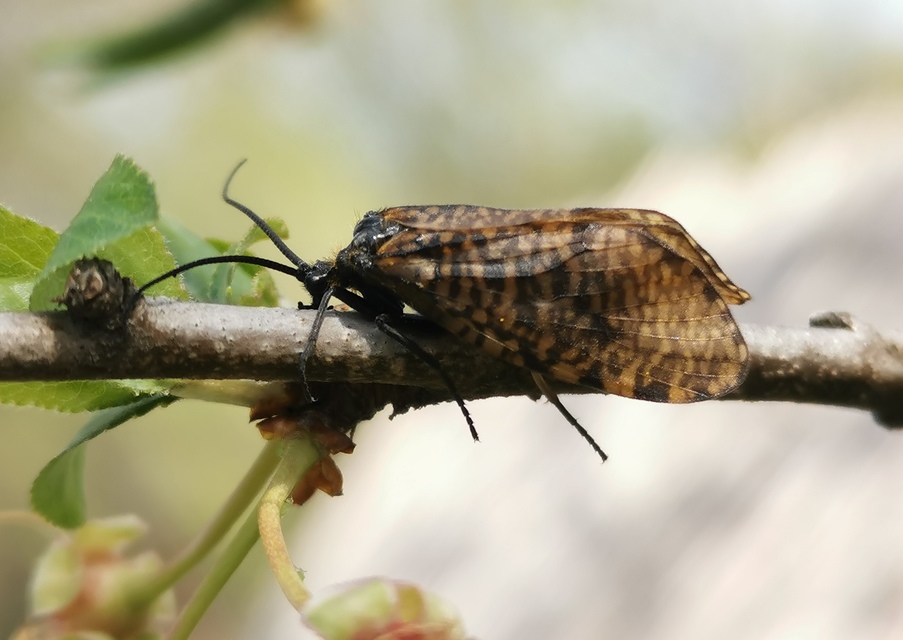 Oligostomis reticulata