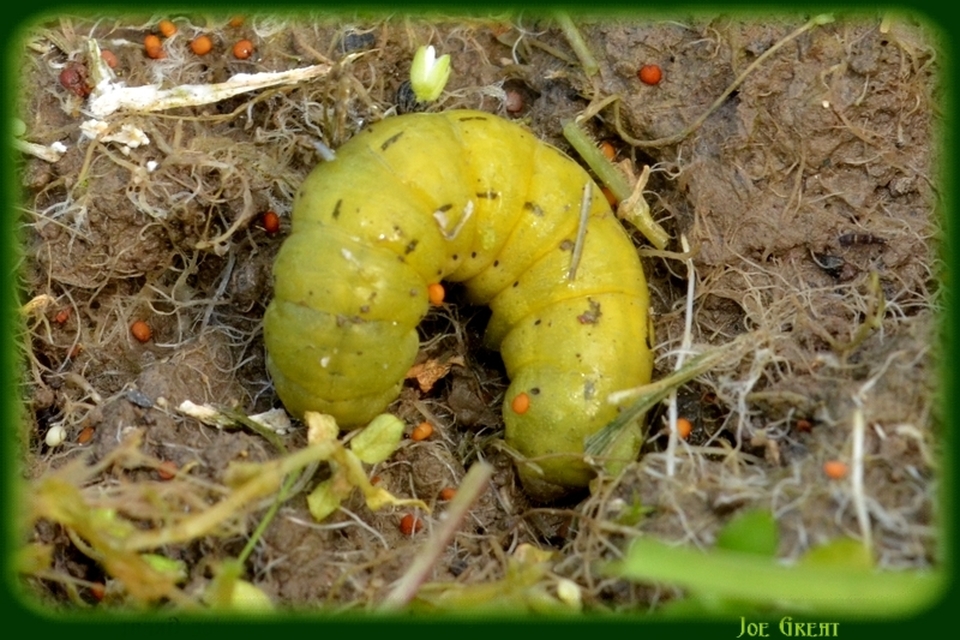 Noctua pronuba - nagy sárgafűbagoly